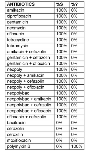 Acinetobacter pittii